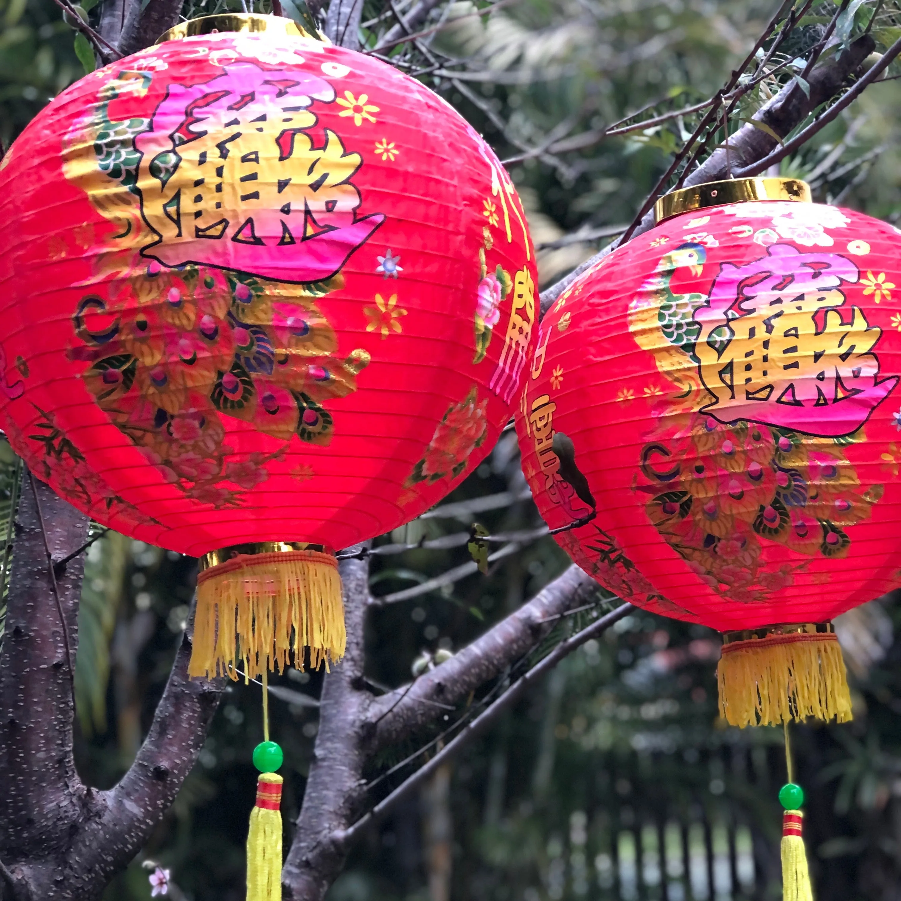 Large Chinese Peacock Lanterns (40cm) - pack 2 red nylon lanterns