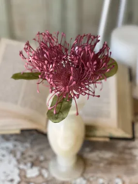 Pincushion Proteas | 12" | Fuji Pink | NOT CURRENTLY IN STOCK-New For Spring 2025!