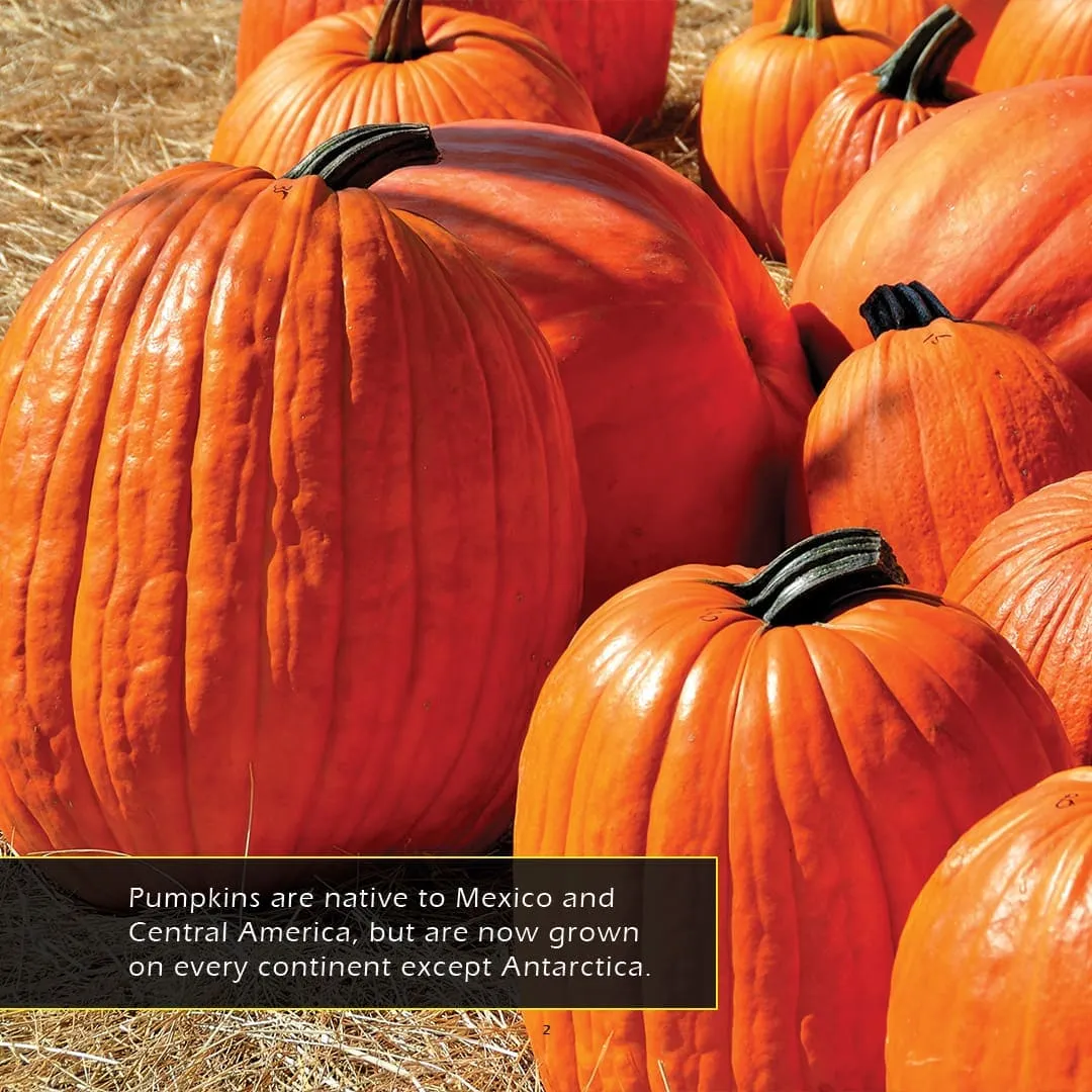 Pumpkins! A My Incredible World Picture Book for Children