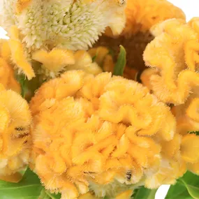 Yellow Cockscomb Celosia Flowers